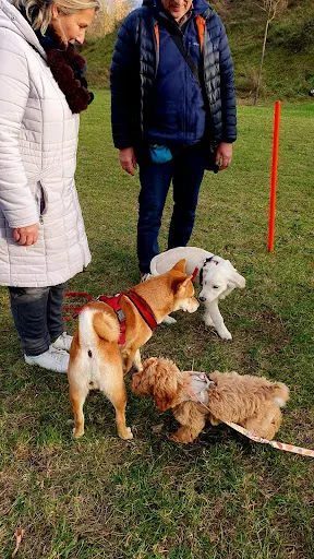 Behawiorysta Warszawa | Psie Przedszkole | Szkolenie psów | Odlotowy Pies